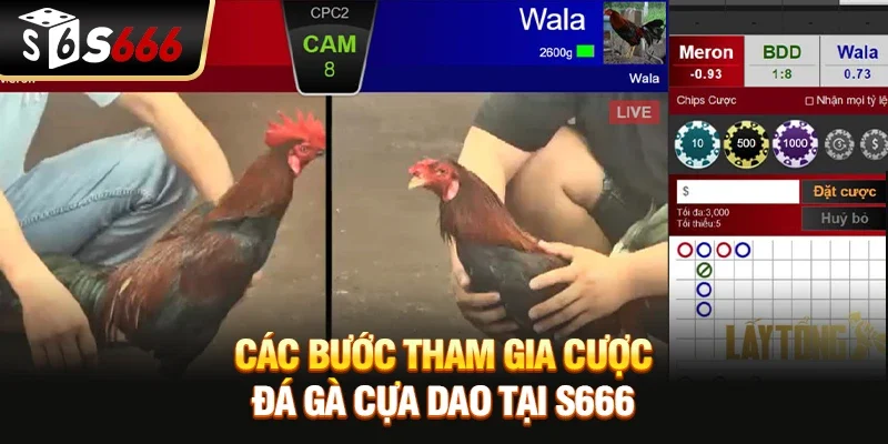 Đá gà cựa dao – Trải nghiệm game kịch tính với tỷ lệ thắng lớn