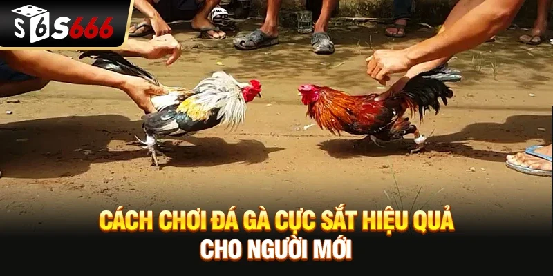 Cách chơi Đá gà cực sắt hiệu quả cho người mới
