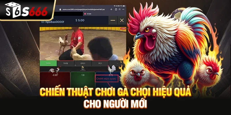 Chiến thuật chơi Gà chọi hiệu quả cho người mới 