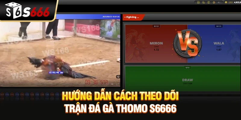 Đá Gà Thomo - Những Kèo Cược Và Cách Xem Chuẩn Xác