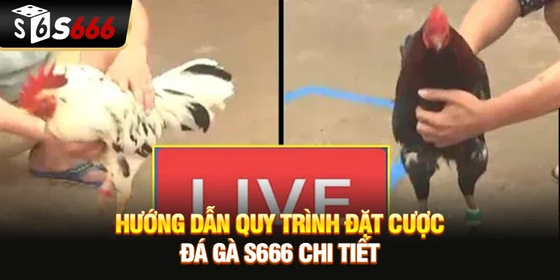 Hướng dẫn quy trình đặt cược Đá gà S666 chi tiết và chuẩn