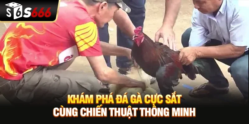 Khám phá đá gà cực sắt cùng chiến thuật thông minh