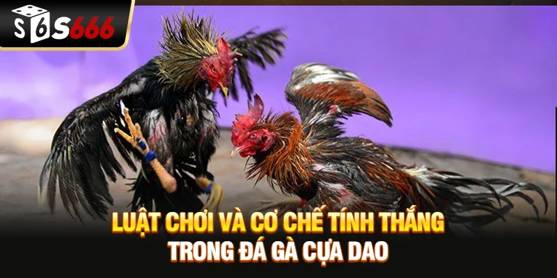 Luật chơi và cơ chế tính thắng trong Đá gà cựa dao