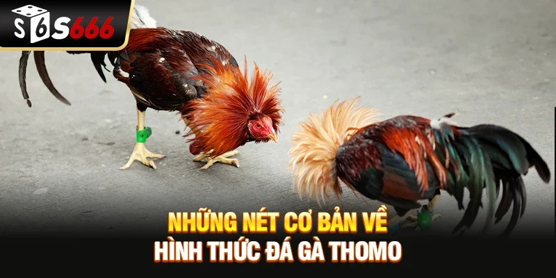 Những nét cơ bản về hình thức đá gà Thomo