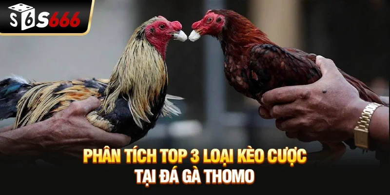 Phân tích top 3 loại kèo cược tại đá gà Thomo