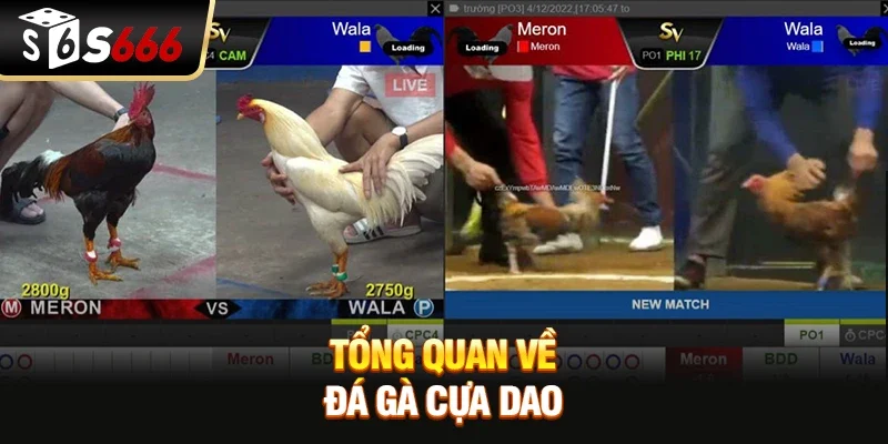 Tổng quan về Đá gà cựa dao 